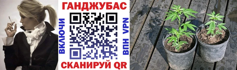 закладка Олёкминск Марихуана план